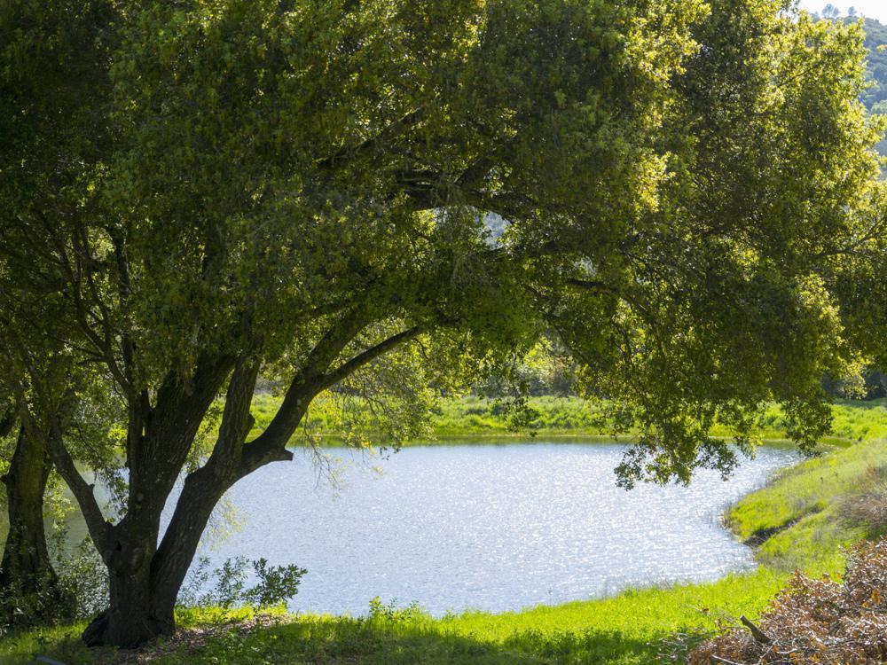 Bed and Breakfast Rustridge Ranch & Winery St. Helena Exterior foto