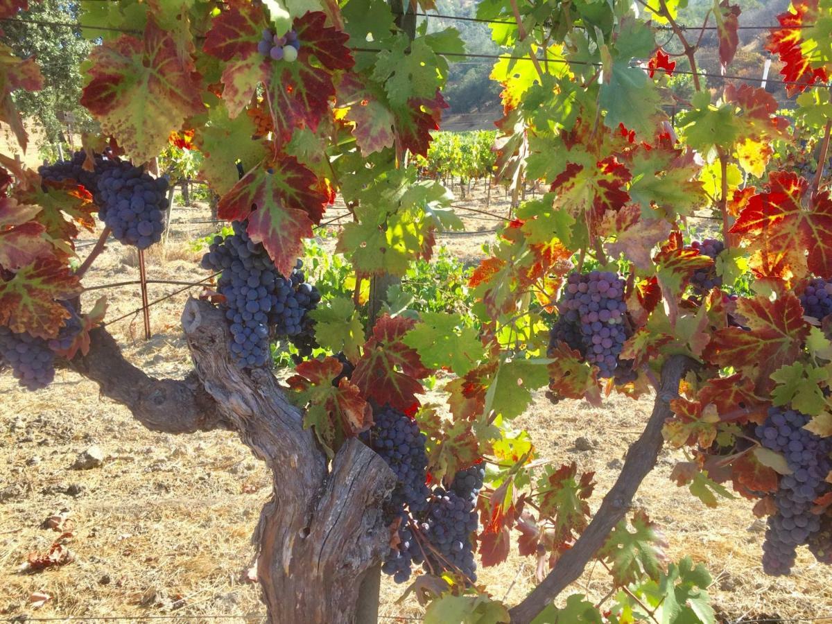 Bed and Breakfast Rustridge Ranch & Winery St. Helena Exterior foto