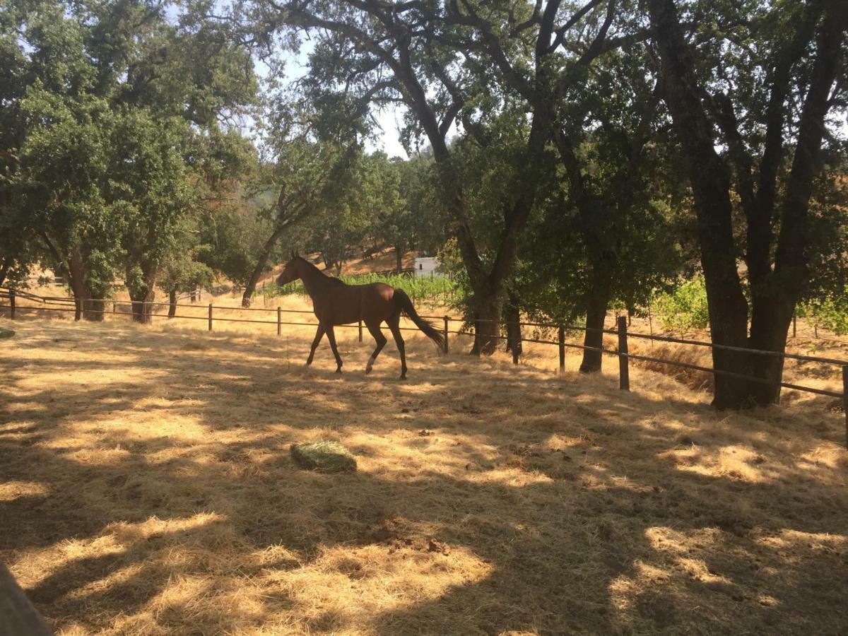 Bed and Breakfast Rustridge Ranch & Winery St. Helena Exterior foto